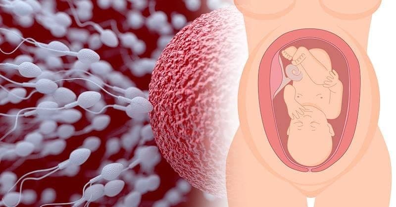 Quan hệ sau ngày rụng trứng liệu có thể mang thai?